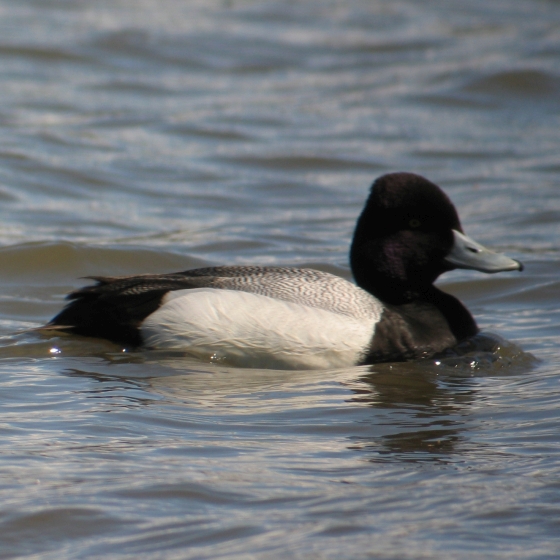 Lesser Scaup BTO British Trust for Ornithology